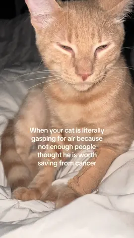 Noah entering the critical advanced staging phase of his cancer journey thanks to your help. Without staging, no treatment. Clock is ticking - delays = disease progression. Help us unlock his treatment options today. #fyp #petloss #petlossgrief