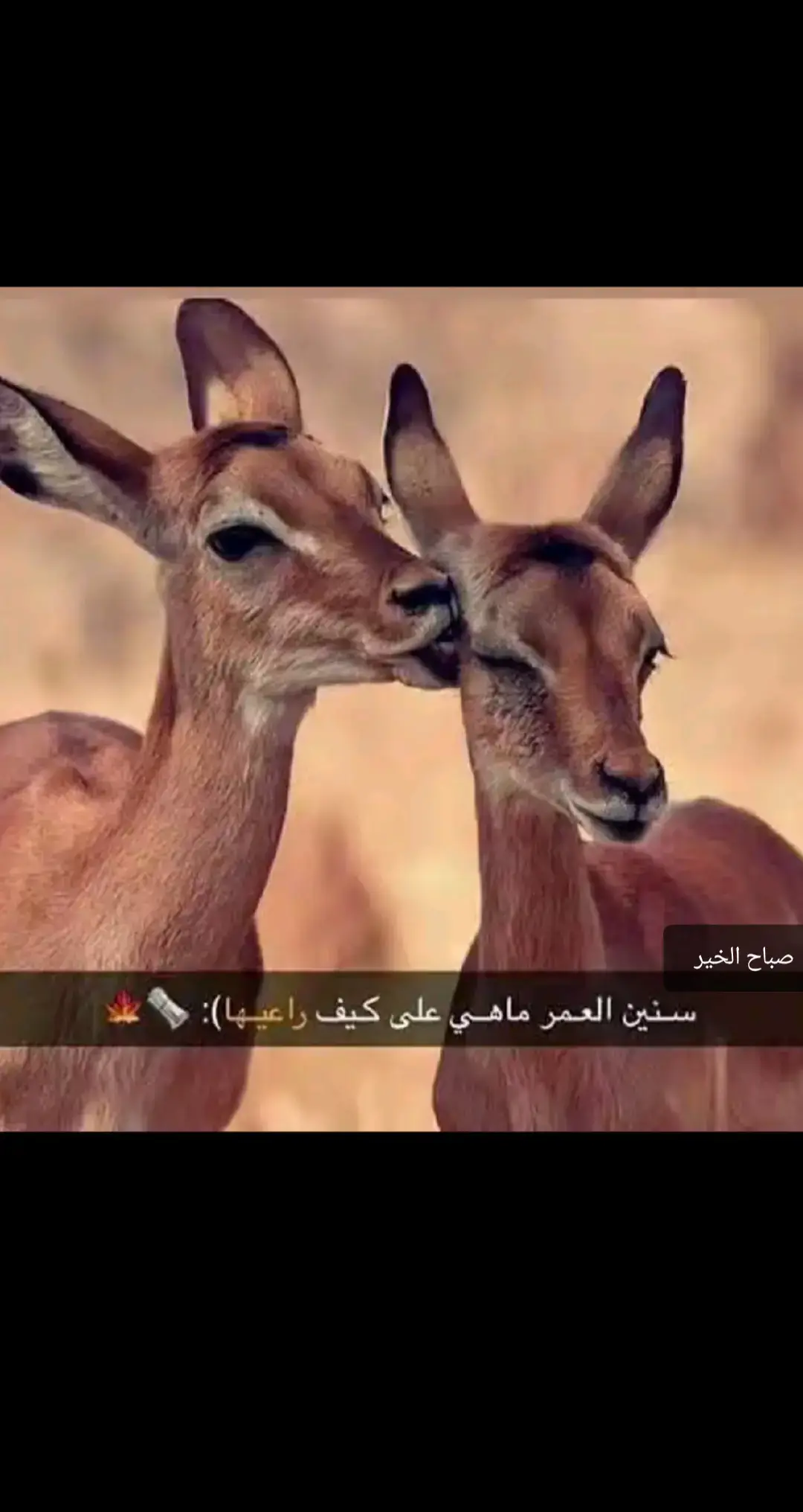 #حصاصه #رهط_تل_اسبع_اشقيب_عرعره_حوره_بير_هداج❤️ #الـرشايـده 