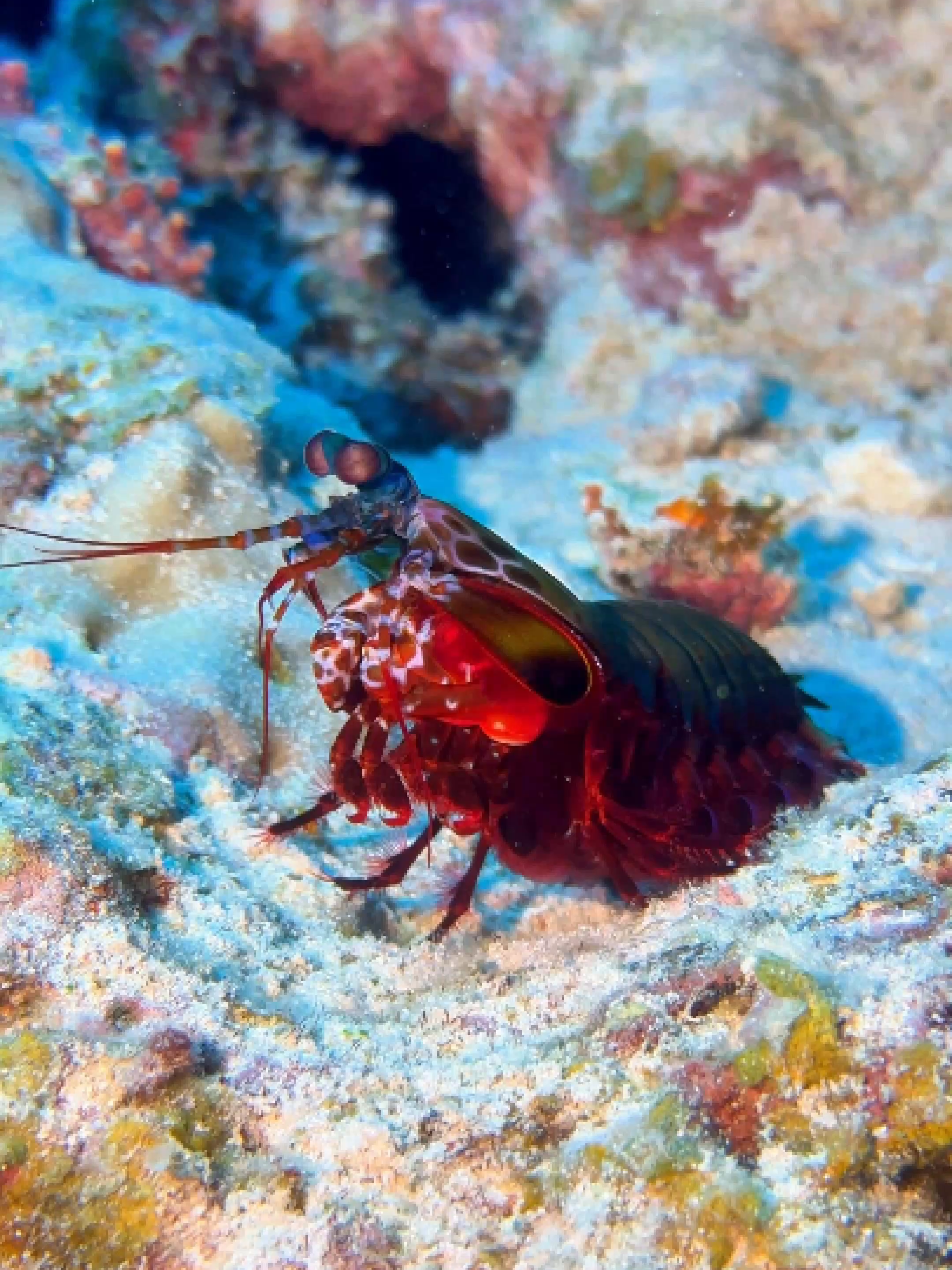POV: You just met the fastest punch in the ocean 🥊🦐 🎥 Mantis Shrimp Follow us for more underwater moments 🌊🐠 #MauritiusDiving #ScubaTok #OceanVibes #FYP #DiveTok #MarineLife #UnderwaterMagic