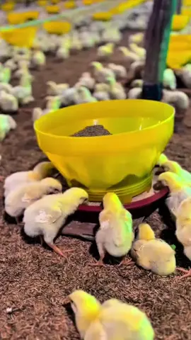 ingin ayam broiler anda tumbuh lebih cepat bobotnya ideal dan siap panen lebih awal gunakanlah suplemen booster ayam broiler  #ayambroiler #suplemen #boosterayambroiler #peternakhebat 