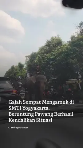 Sebuah rekaman video memperlihatkan momen ketegangan ketika sejumlah gajah menunjukkan perilaku agresif di kawasan Sekolah Menengah Teknologi Industri (SMTI) Yogyakarta, Jumat (5/9) sekitar pukul 11.31 WIB. Dalam tayangan yang beredar luas di media sosial, gajah-gajah tersebut terlihat gelisah dan sempat bergerak tak terkendali. Salah satu ekor bahkan hampir menyerempet kendaraan yang berada di sekitar lokasi. Sejumlah warganet menduga suhu udara yang panas dan kondisi keramaian menjadi faktor yang memicu kegelisahan hewan-hewan tersebut. Meski sempat menimbulkan kepanikan, para pawang segera bertindak cepat untuk mengendalikan situasi. Respons sigap tersebut membuat insiden dapat teratasi tanpa menimbulkan korban maupun kerusakan berarti.