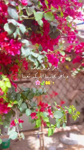 🌸🌷♥️#explorepage #متابعه_ولايك_واكسبلور_فضلا_ليس_امرأ #explorepage #مالي_خلق_احط_هاشتاقات #العراق_السعودية_الامارات_بغداد_مشاهير 