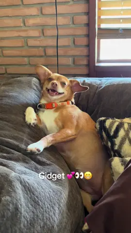 #chihuahua #fabulous #dogsoftiktok #dogmom #mydog 