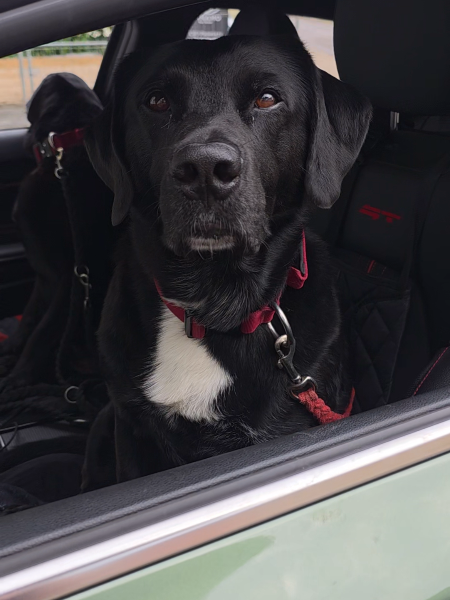 Montag morgens Gassi zu gehen, ist anstrengend 😂 #VoiceFilter #labrador #dogs #senior #puppylove 