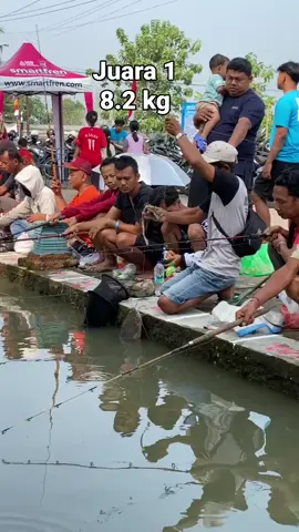 ngangkat lele monster seberat 8,1 kg