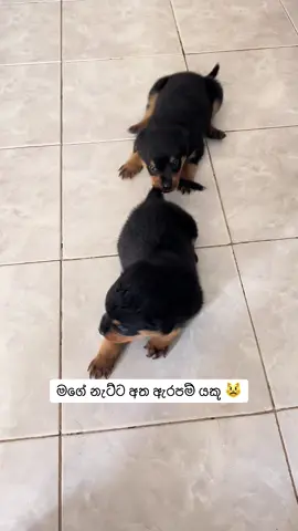 යස්ස පැටවු 👹 #fypシ゚ #foryoupage #viralvideos #trending #tiktok 