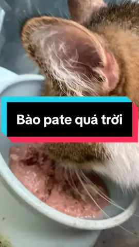 12 lon pate mà nó ăn hết lúc nào không hay 😬 #lemluonleo #cutecat #patecatchy 