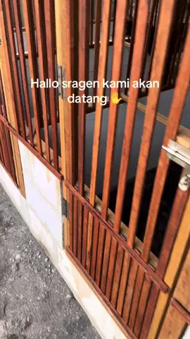 Mr, Pedel habis sulam❤️#mdr_Rosster_gresik🐔 #gresik24jam #pakhoy #pakhoybrutal #fypシ゚ 