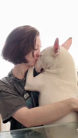 #bullterrier #minibullterrier #бультерьер #минибультерьер #bullterrierlife 