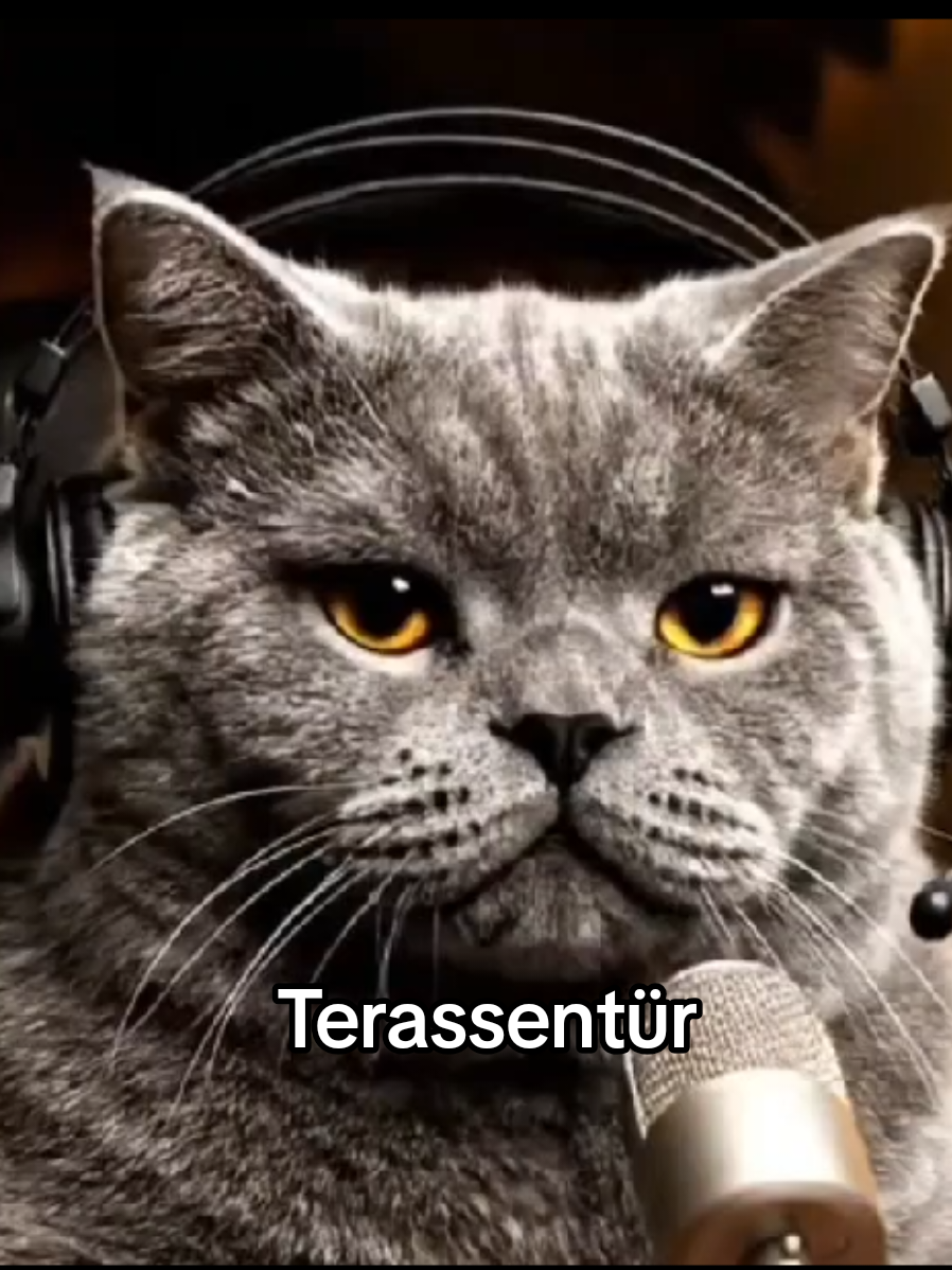 Katzen Podcast. Katzen sprechen über ihren Service und die Terrassentür. 😹😹😹 #ki #podcasts #deutsch #katze #lustig 