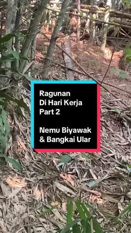Nemu Biyawak dan Ular di Part 2 Ragunan Di Hari Kerja #ragunan #biyawak #ular #pyfツ #kebunbinatang 