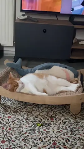 #котикпопик #рекомендации #коты 