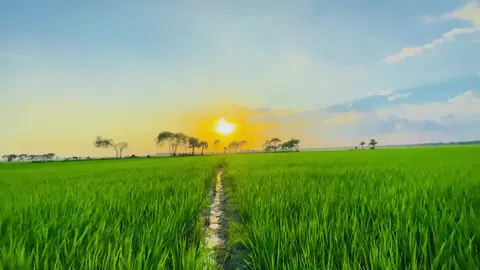 আল্লাহ আমাদের কে বোঝার তাওফিক দান করো #viral #fyp #foryoupage #natural 