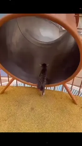 #tunnelvision #huh? #🤓😹😹🤣🤣🤣🤣🤣 #😹😏 #funnycats 