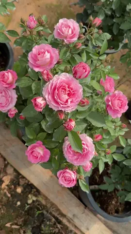 เนปจูนคิงเทเรซ่า😩 โซคิ้ววอ่าา จะร้อง🥹  #rose #กุหลาบ #บ้านและสวน #สวนแม่โจ้81 #ดันขึ้นฟีดที 