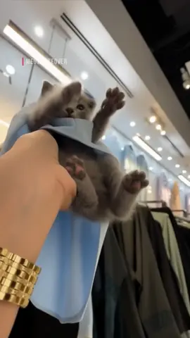 جيش المياو احتل الصيرفي مول وجربوا جميع العبايات 😾💪 #cattok #kittens #ميو #جيش_المياو 
