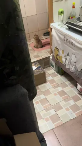 #catlover #fyp 