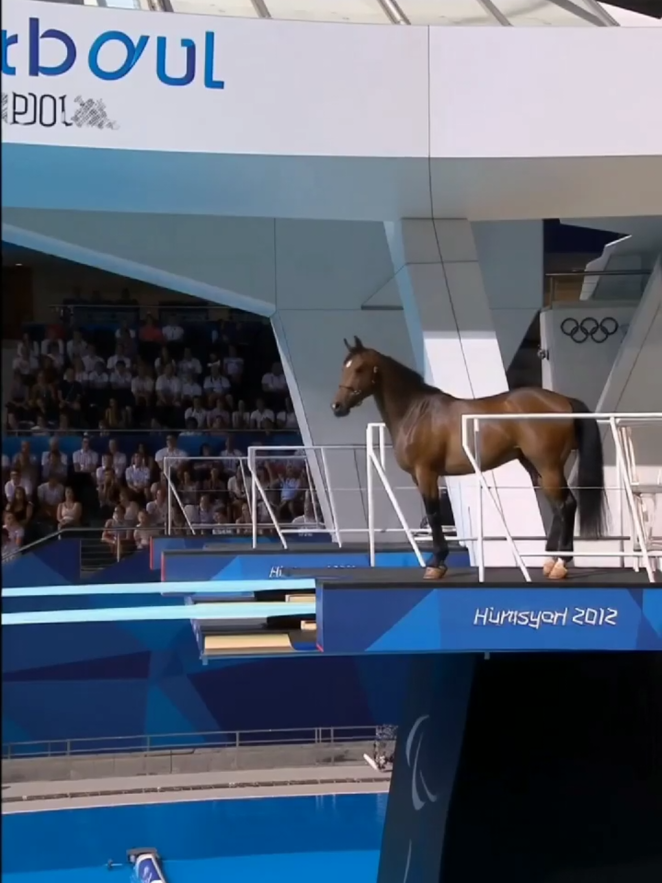 Animal Olympics 👌 2025 what's the best???? #animal #animalsoftiktok #cat #cow #dog 