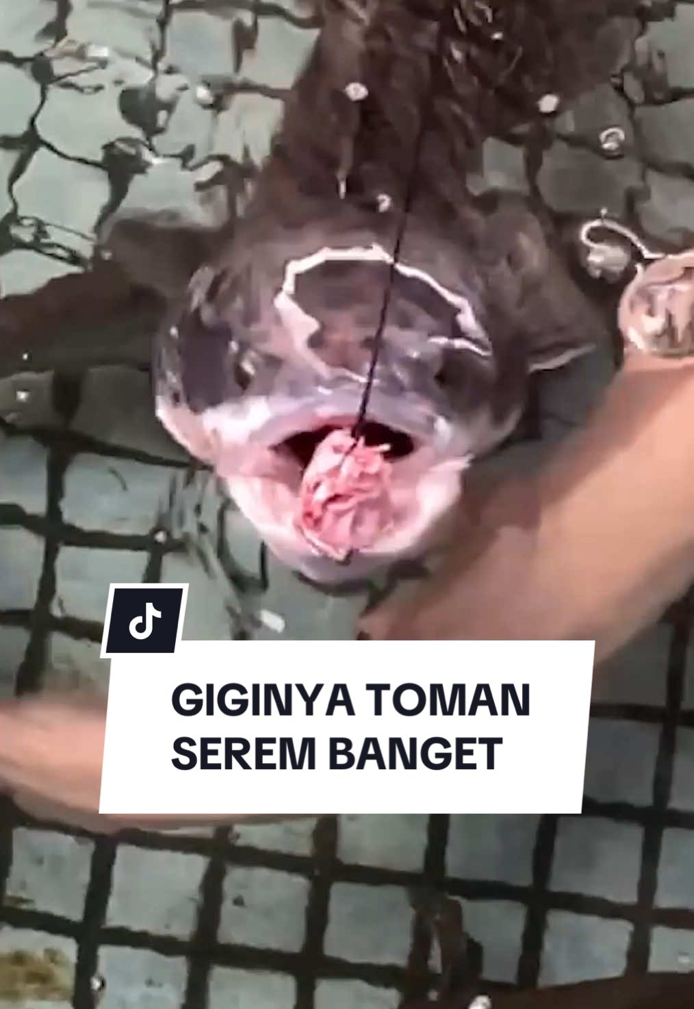 Replying to @Mendy Syahdian serem banget memang Gigi Toman! Setuju banget aku 😩