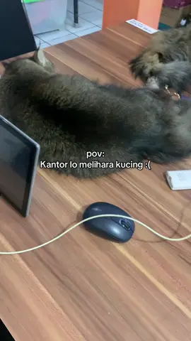 lihat mejaku penuh dengan kucing #kantor #kucinglucu 