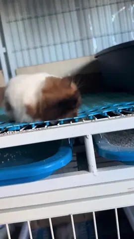 #babycat 