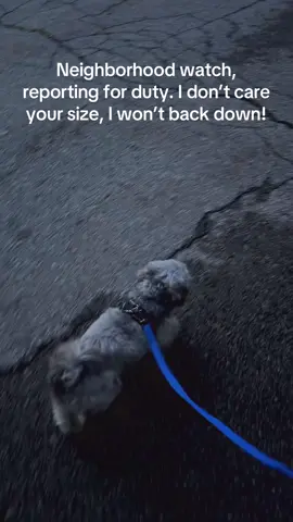 #walkingthedog #shihtzulovers #shihtzusoftiktok #adoptdontshop #rescuedogsoftiktok 