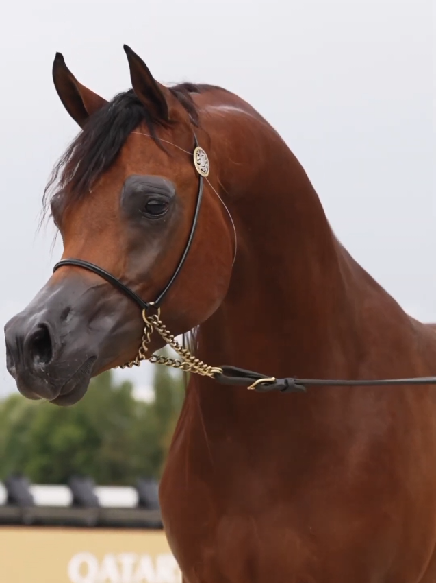 #horse #arbianhorse 