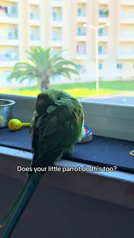 Does your little parrot do this too? #indianringneckparrot #indianringneck #ringneck #говорящийпопугай #parrot 