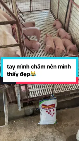 do tay mình chăm nên mình thấy đẹp😅 #hienluongchannuoi #channuoiheo #chiase #xh 