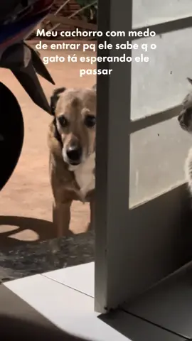 #foryou #catsoftiktok #dogsoftiktok #fy 