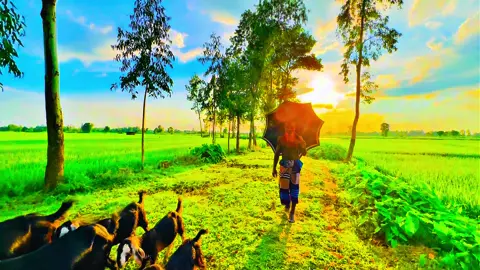 প্রানো পাখি উড়ে যাবে পিঞ্জরো ছেরে ..... 🥹❤️‍🩹🌿#প্রকৃতি #sky #anfeezemyaccont #greenscreen #viral_video_tiktok 