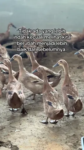 #bosmuda #peternakbebek #bebekpetelur #peternakmuda #peternak #KRD #kiarunnerduck 