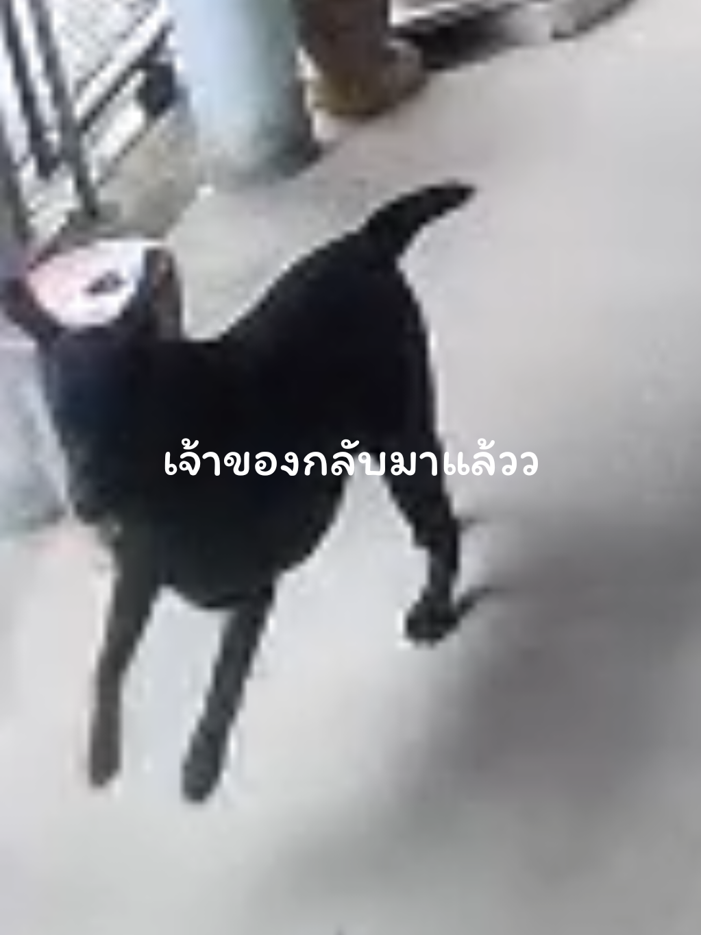 เจ้าของกลับมาแล้วคับทุกคนนนนนน!!! โดนจีบ่นใส่หูแทบแตกเลยค่าาาาา  ต่อจากคลิปนี้ @ขจีเป็นหมาตัวเล็กๆสีสดใส  #ขจี #labrador #ลาบราดอร์ #ลาบราดอร์หมาตลก #labradorretriever 