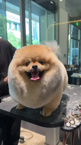 So chunky and round! 😳 Our groomer maintained the favorite and best style for this baby. ✂️  Book now!  #grooming #petlovers #dog #doglover #pomeranian