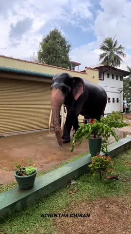 මුතියංගනයට  ආපු  අලි ඇතුන් 🐘 #froyou #fyp #viral #elipant  @හස්ති රාජ පරපුර - elephant tv @හස්ති රාජ පරපුර elephant tv 
