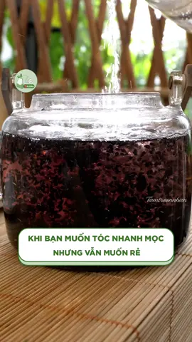 Muốn tóc nhanh phát triển nhưng vẫn muốn rẻ thì hãy thử công thức trà ngũ hắc này @Tiệm Trà An Nhiên #tiemtraannhien #LearnOnTikTok #dacsanvietnam #ancungtiktok #tràngũhắc 