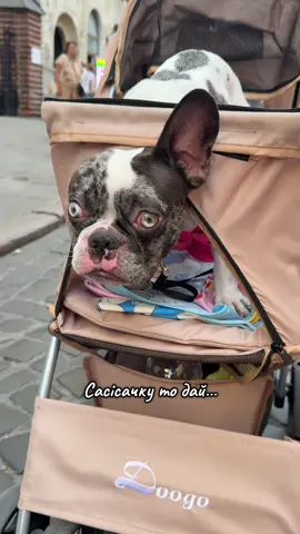Луна ❤️🇺🇦 от ті кожані, знов сасісачку не дали😆 Luna.franchbulldog /французький бульдог/милий песик відео/ рекомендації/ мандрівка #французькийбульдог#тикток#улюбленець #frenchbuldog#рекомендації