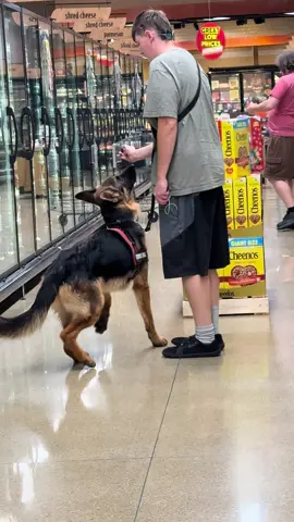 Working sit & stand. This is Nacho.   Yes we know he is skinny.. he is just a slender type dog …(believe me he eats as much as all the other dogs eat ..) #servicedogintraining #dogtrainer #germanshepherd #gsd #gsdoftiktok 