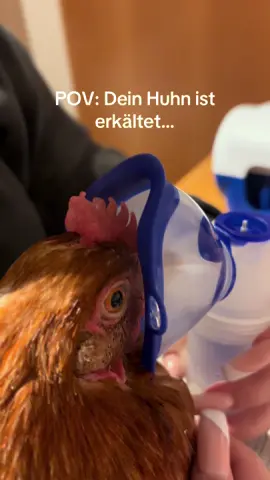 POV: dein Huhn ist erkältet#huhn #chicken #erkältung #inhalieren #fyp 