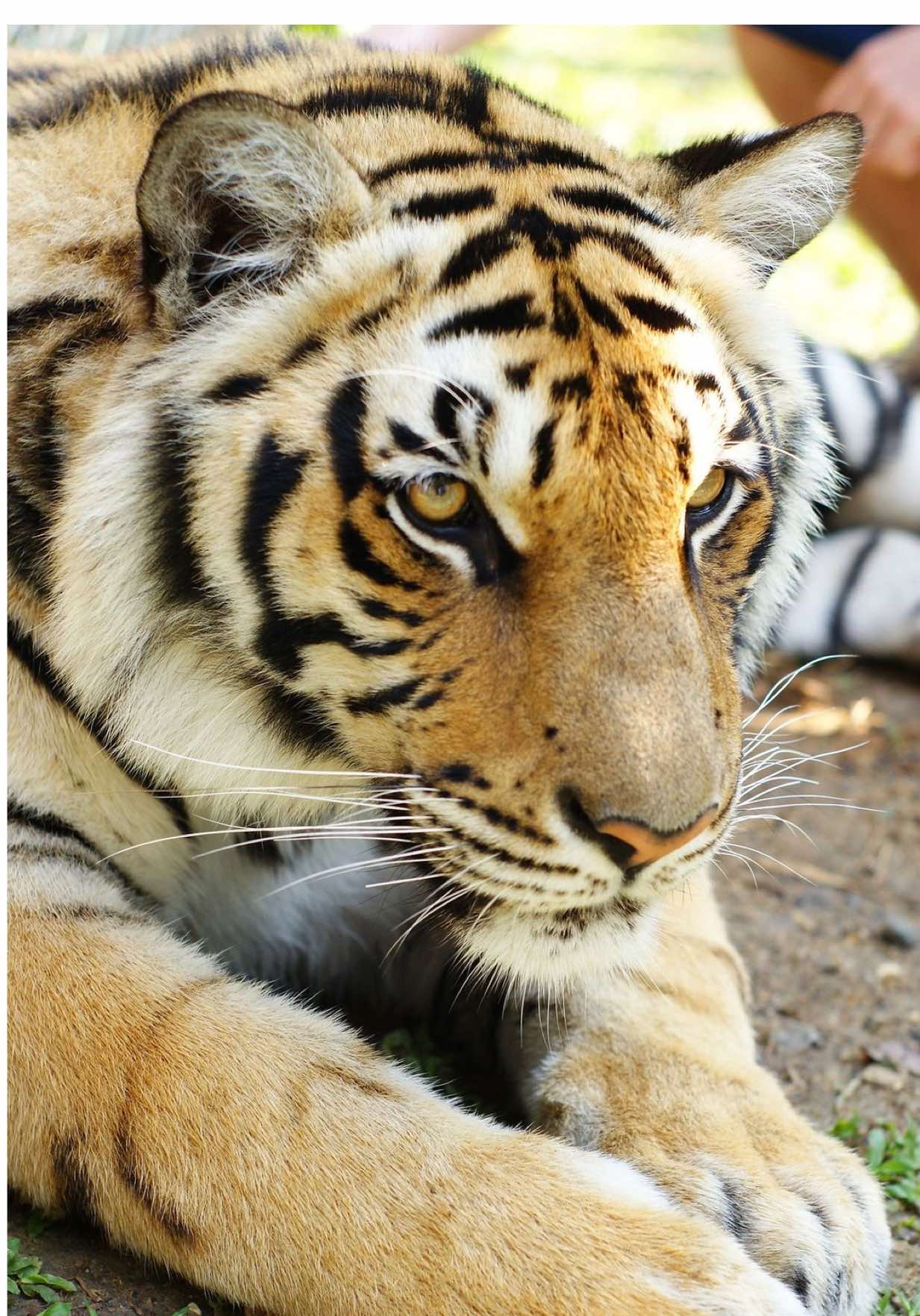 น้องดื้อนิดหน่อย ..😄#tiger #วินวิลเลี่ยม #winwilliam 