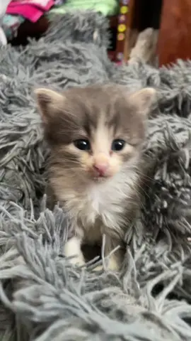 Она поработит мир.#Котёнок #последователи #сокрушительМиров 