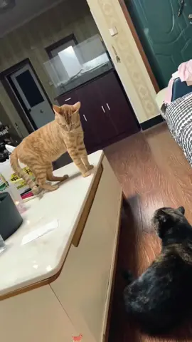 Naughty orange cat#catsoftiktok #cats #funnycat #fyp #cutecat