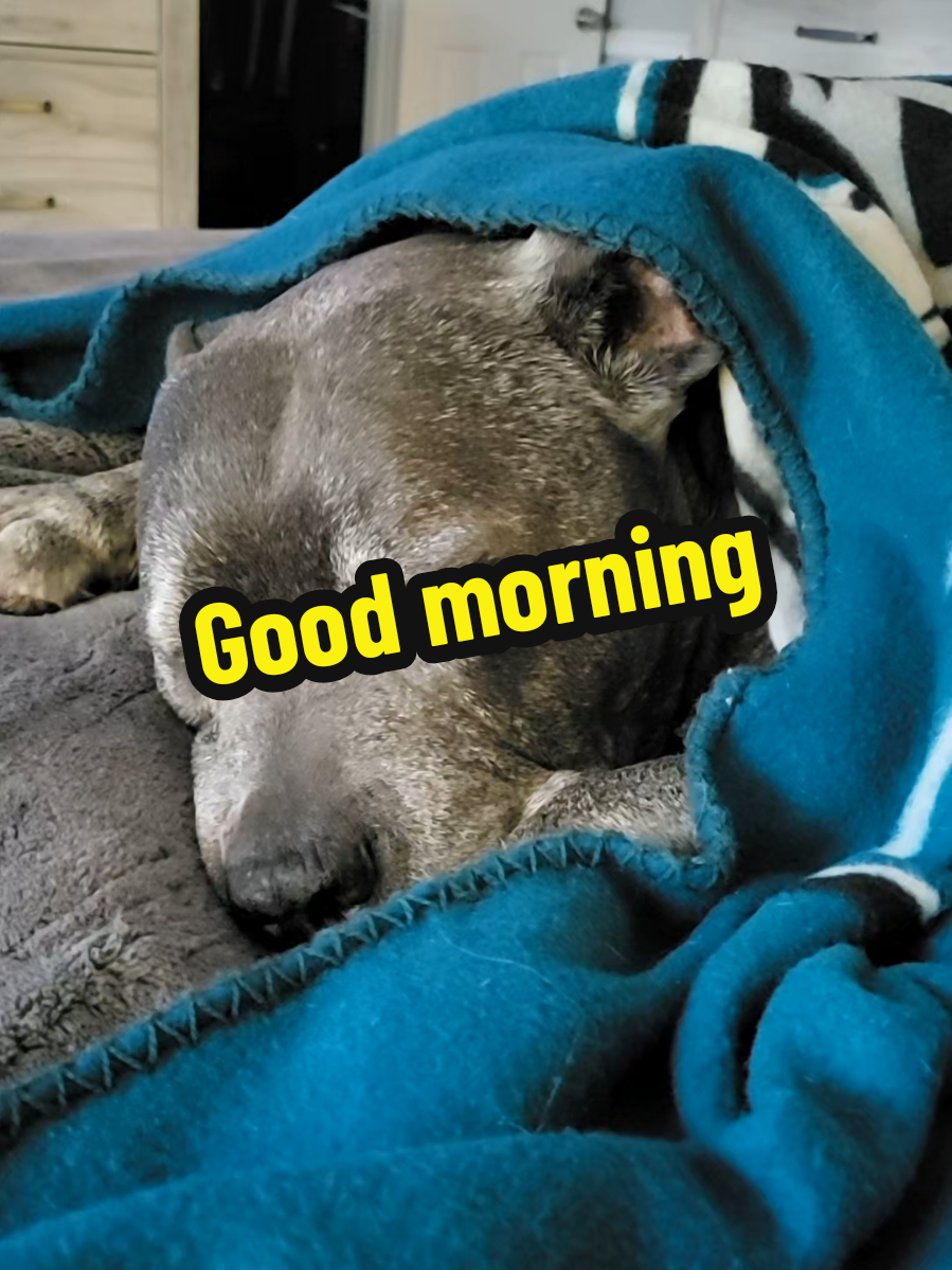 #dogmom #dogslove  #furbaby #dogoftheday  #nala @jamesjobe35  if you are a dog lover dogs that sleep my soul dog poem Senior dog Dog TikTok Trends senior dog care tips 