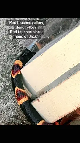 That Time My Daughter Removed A Venomous Coral Snake From Our Patio 🐍 #Snake #Florida 