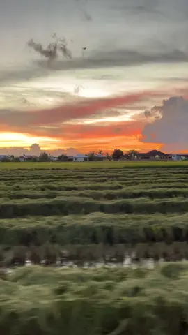 layan jiwang sambil tngk sunset 🌅🌾#sunset #oripadi🌾 #fyp 