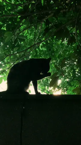 私はねこをしあわせと呼ぶ。