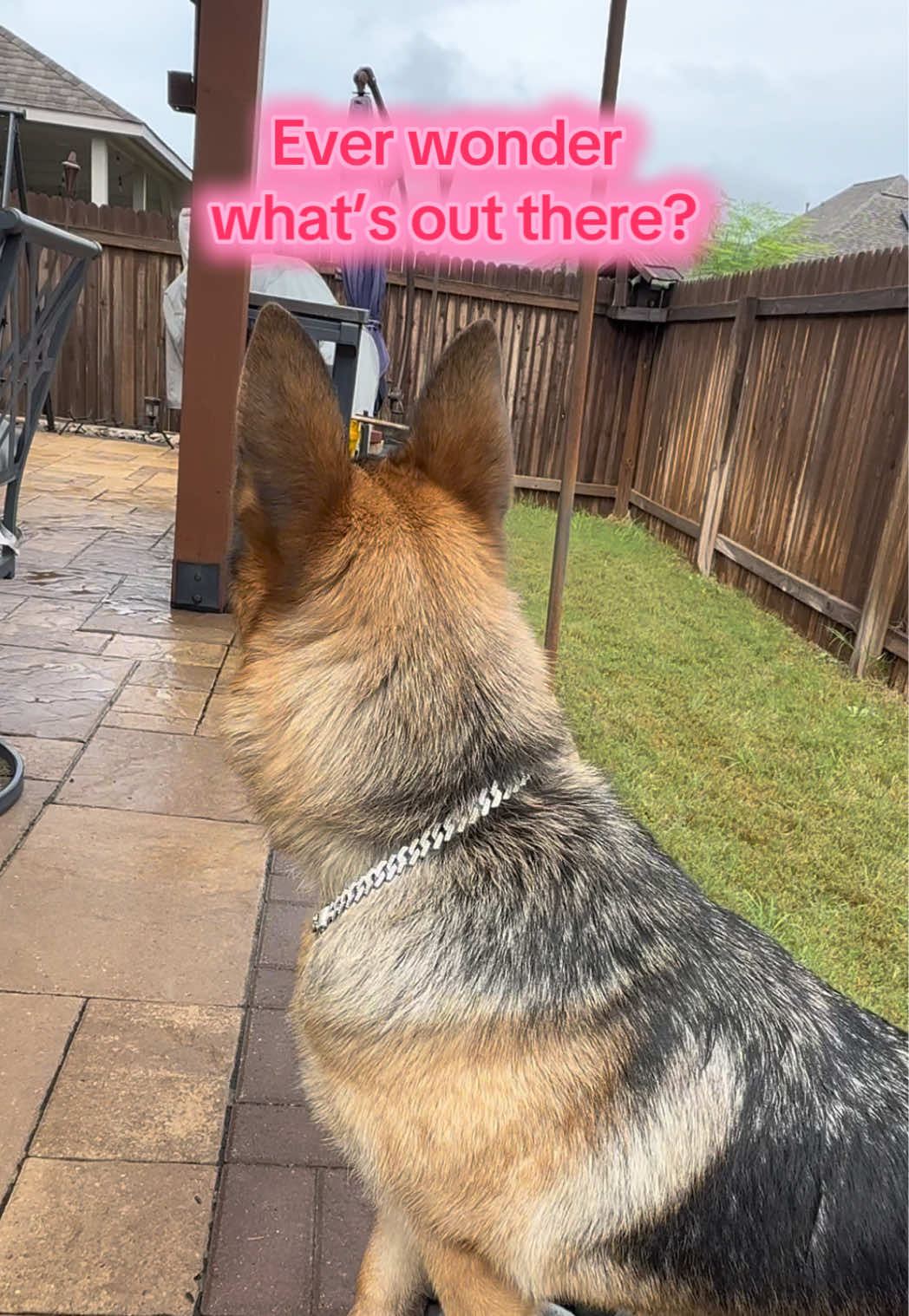 Just a curious pup exploring the world 🌧️🐶 #BellaTheGSD #CuriousDog #RainyDayVibes