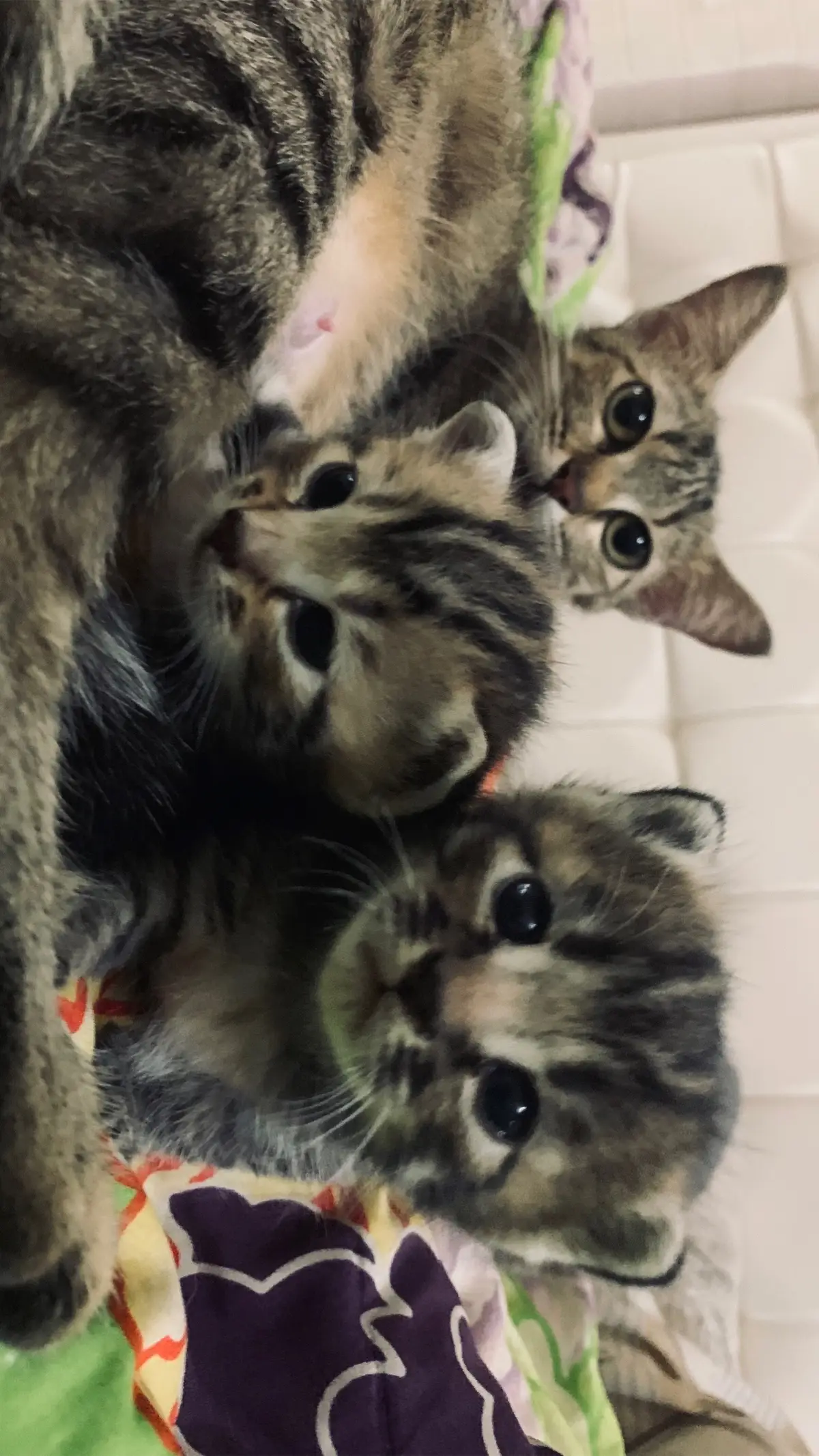 #fyp #cats #foryoupage #kucinglucu 