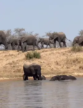 Absolutely precious moment! ♥️ #elleafricasafaris #elleafricasafari #safari #gamedrive #africanwildlife