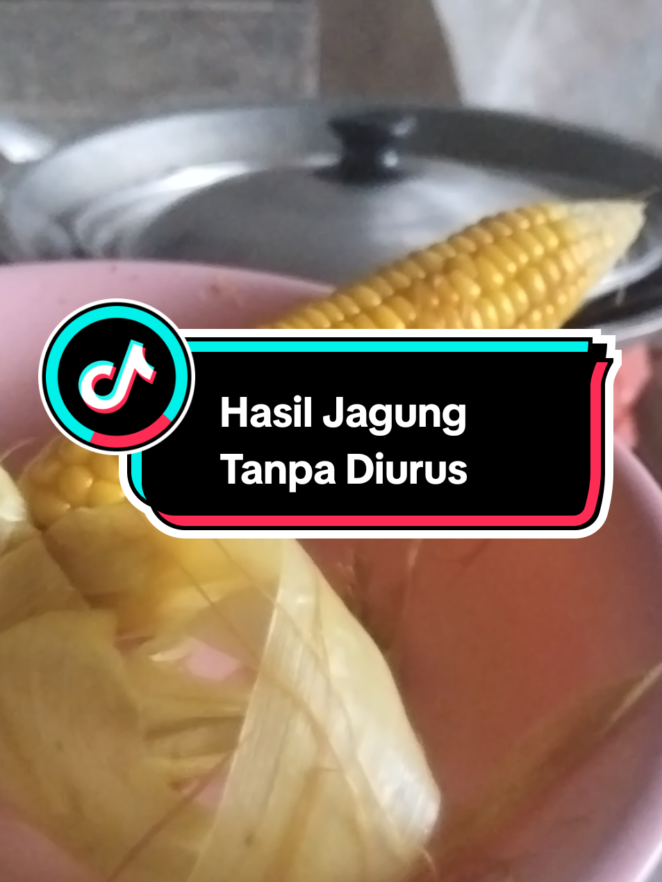 Panen hasil jagung, berkah baroqah alhamdulillah bisa untuk penyangga isi perut #fyppppppppppppppppppppppp #fypシ゚ #jagung #viraltiktok #hasilkebun 